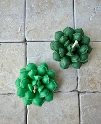 Plante grasse