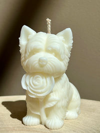 Cesar