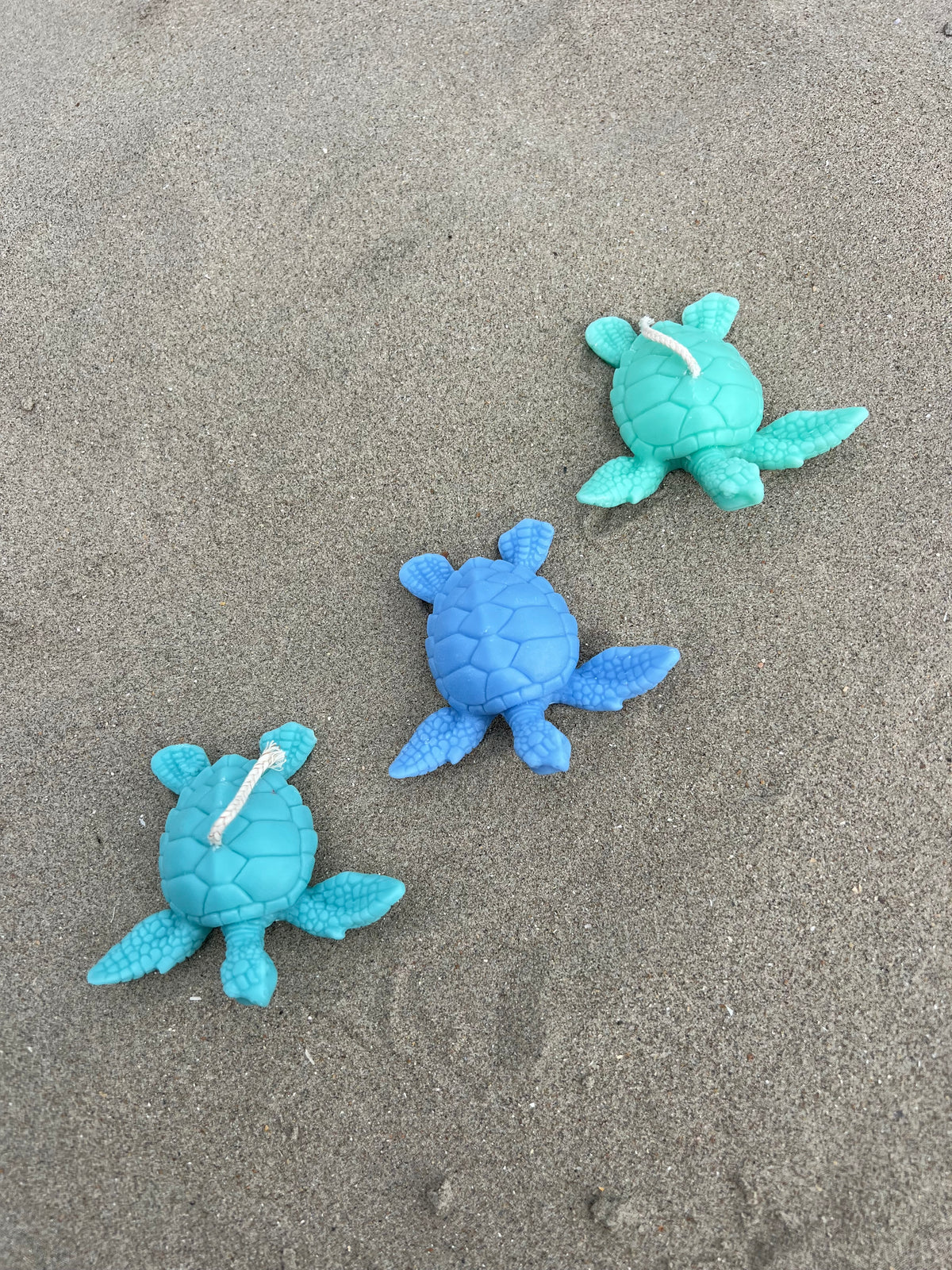 Tortue Marine