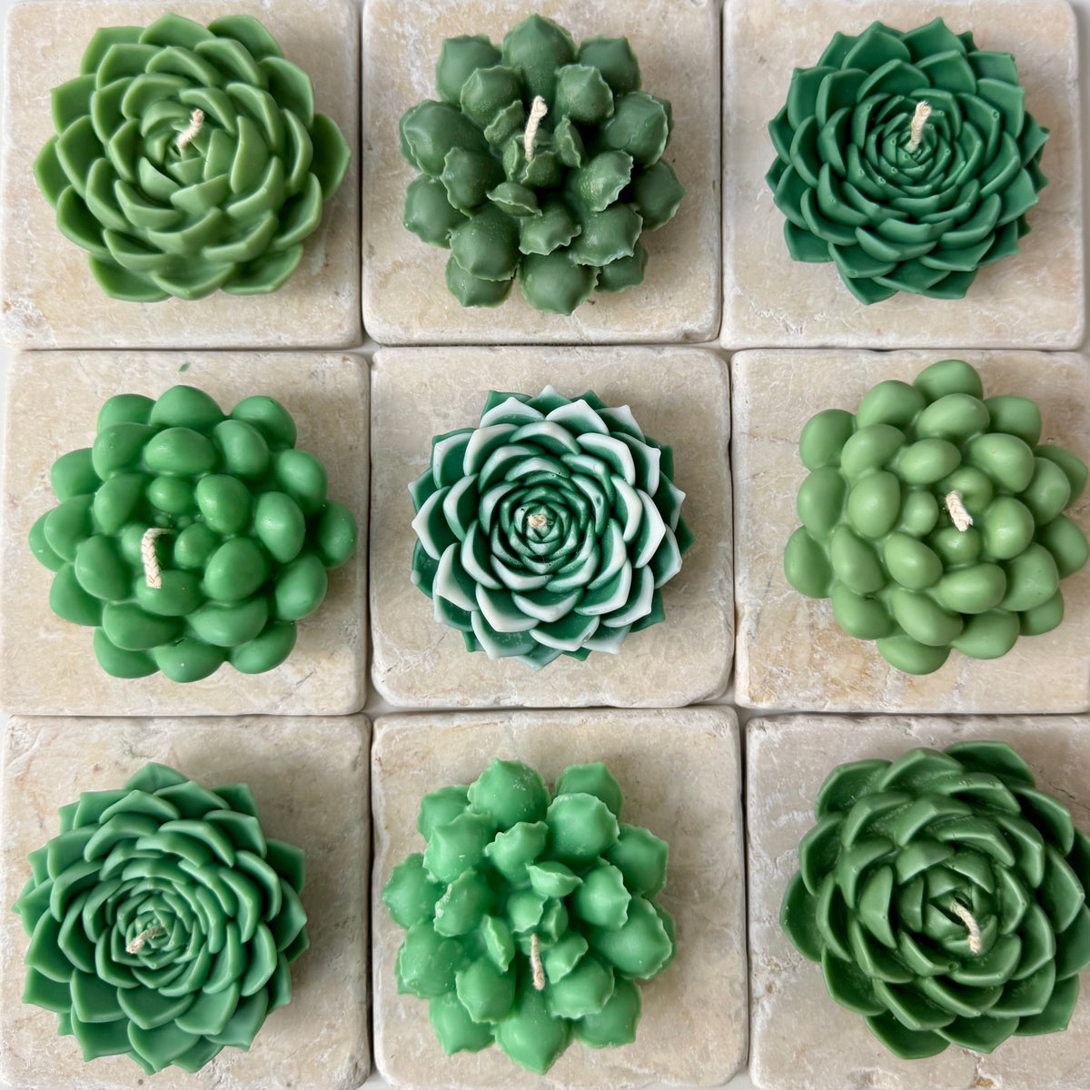 Bead succulent