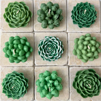 Bead succulent
