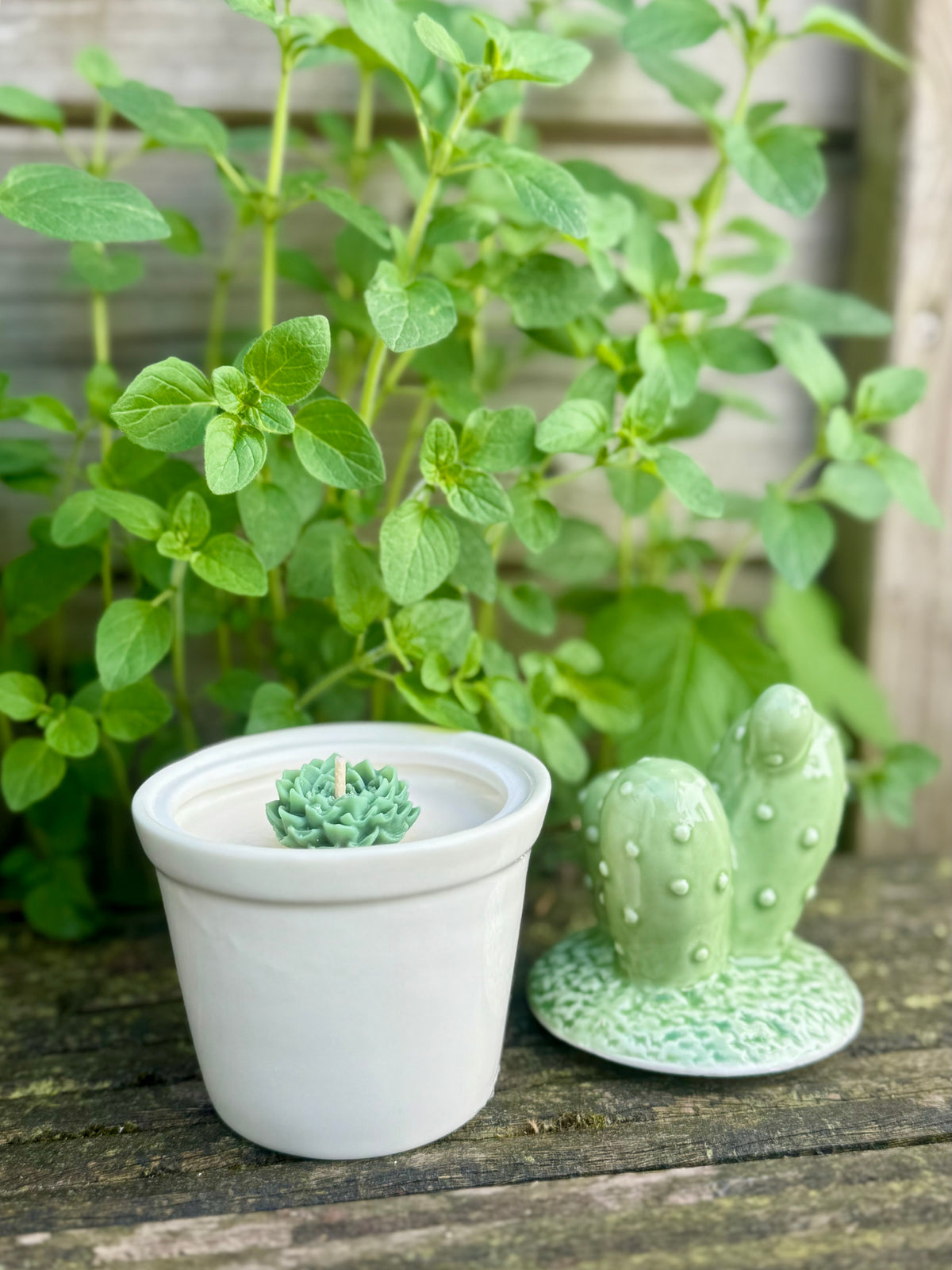 Cactus