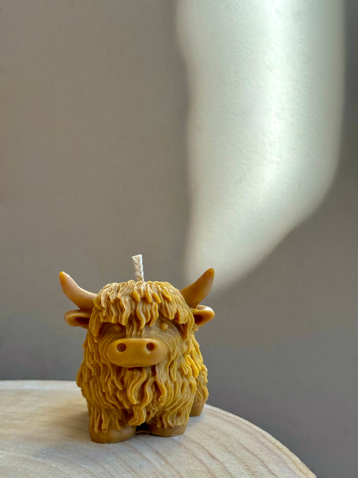 Highland Cow