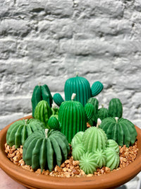 Woestijncactus klein