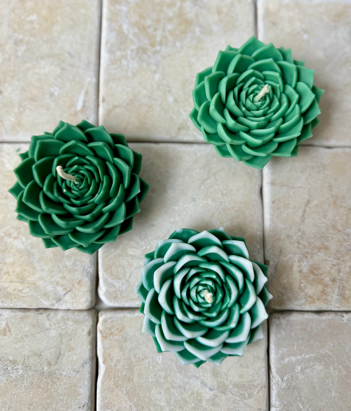 Succulent with fine leaves