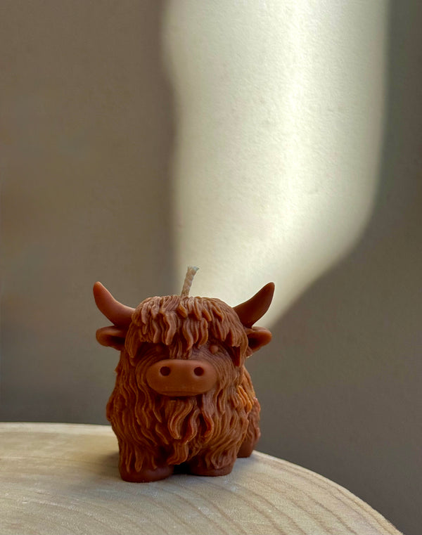 Highland Cow