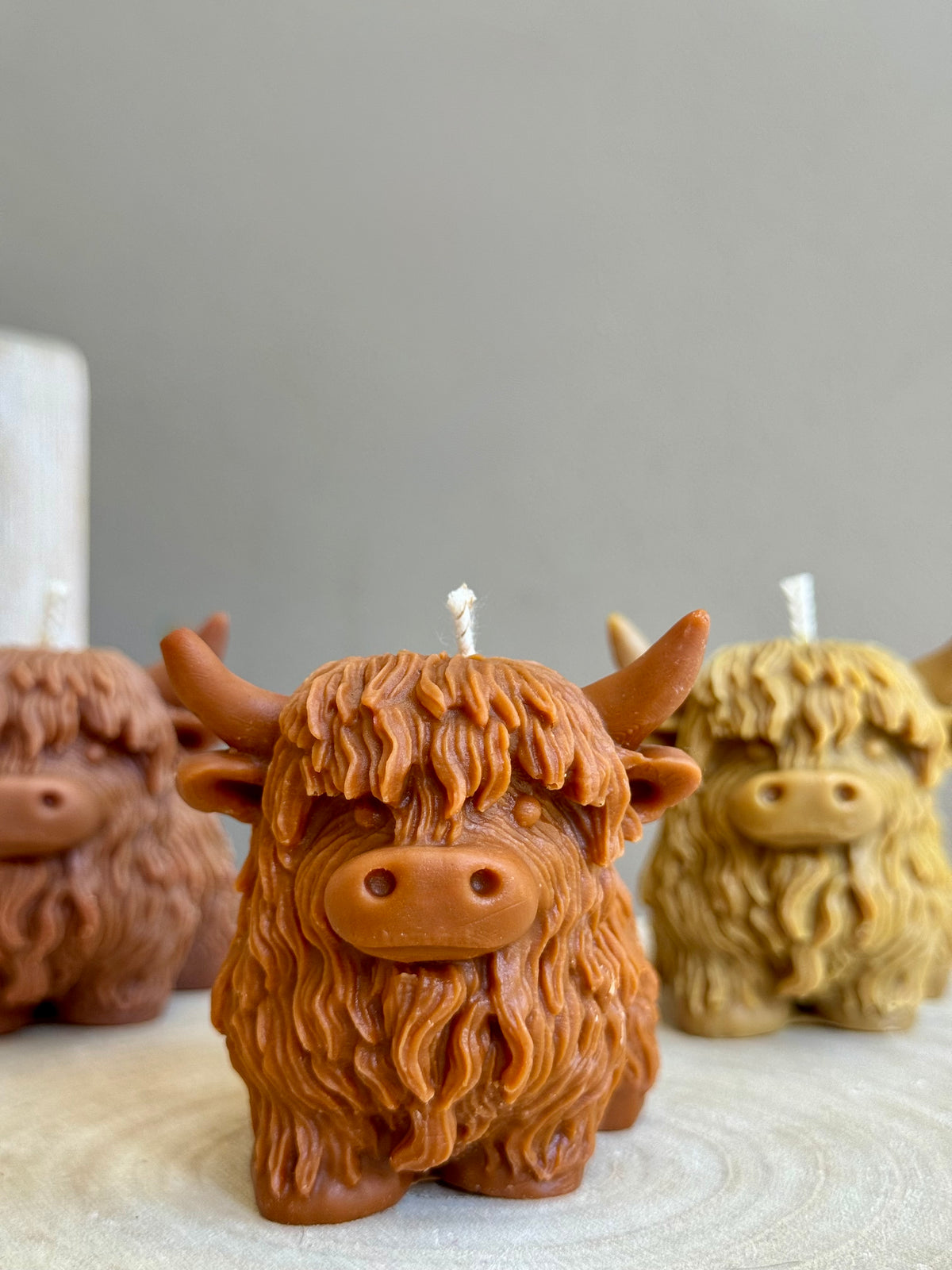 Highland Cow