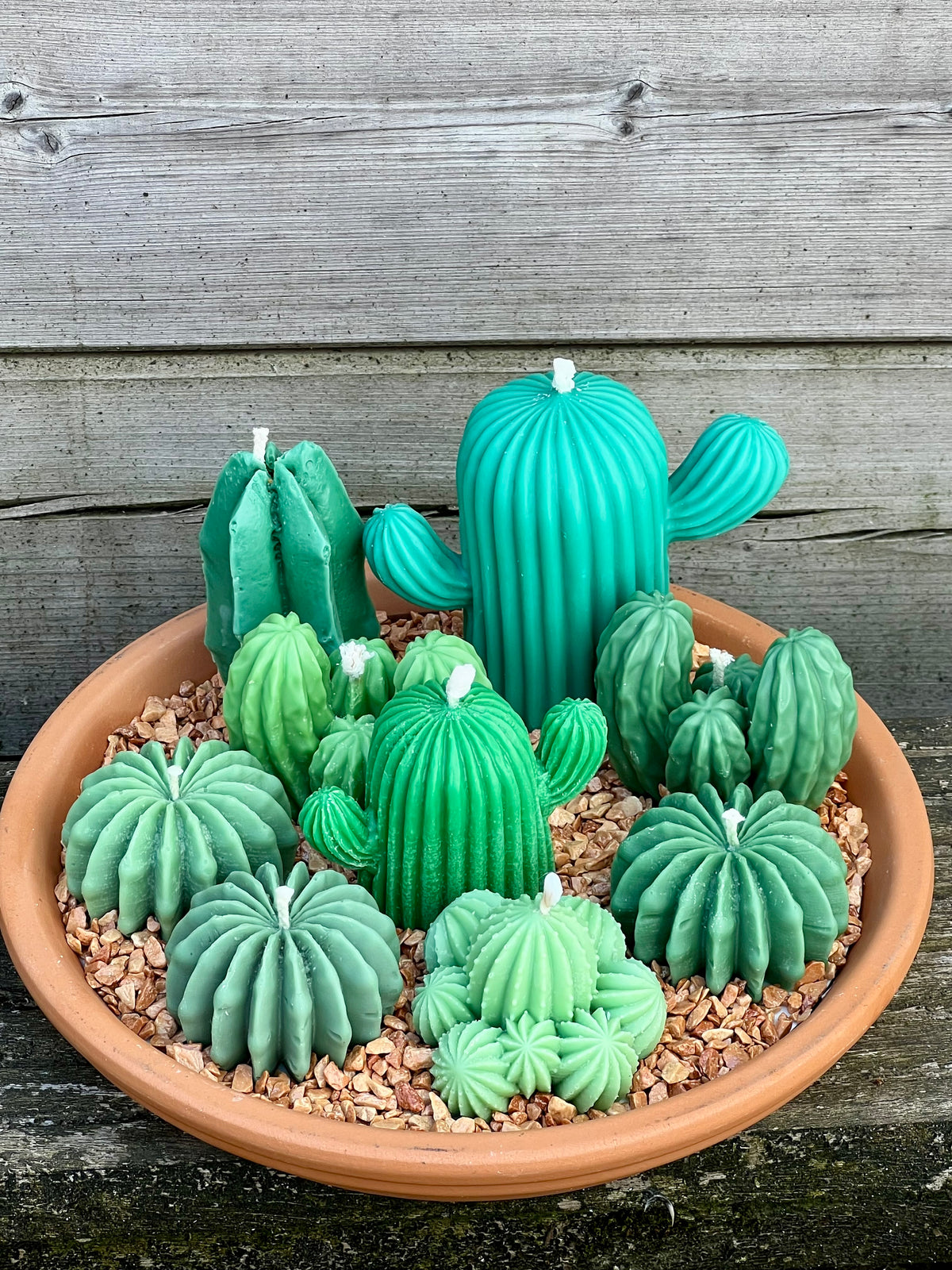 Woestijncactus klein