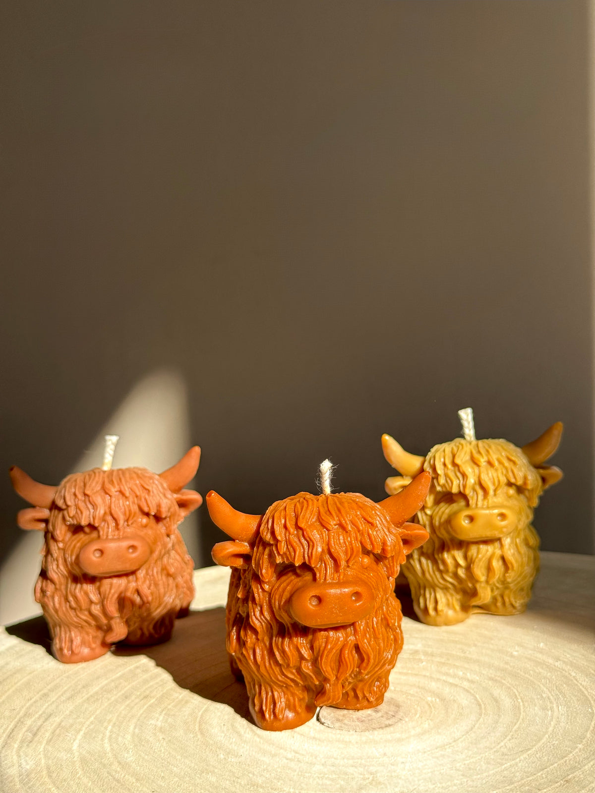 Highland Cow