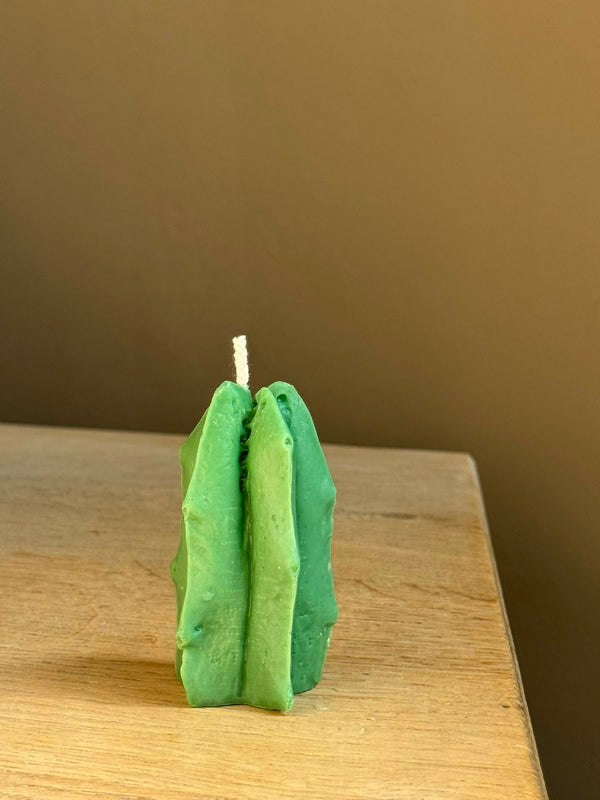 Star cactus