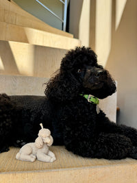 Lady - liggende poedel kaars